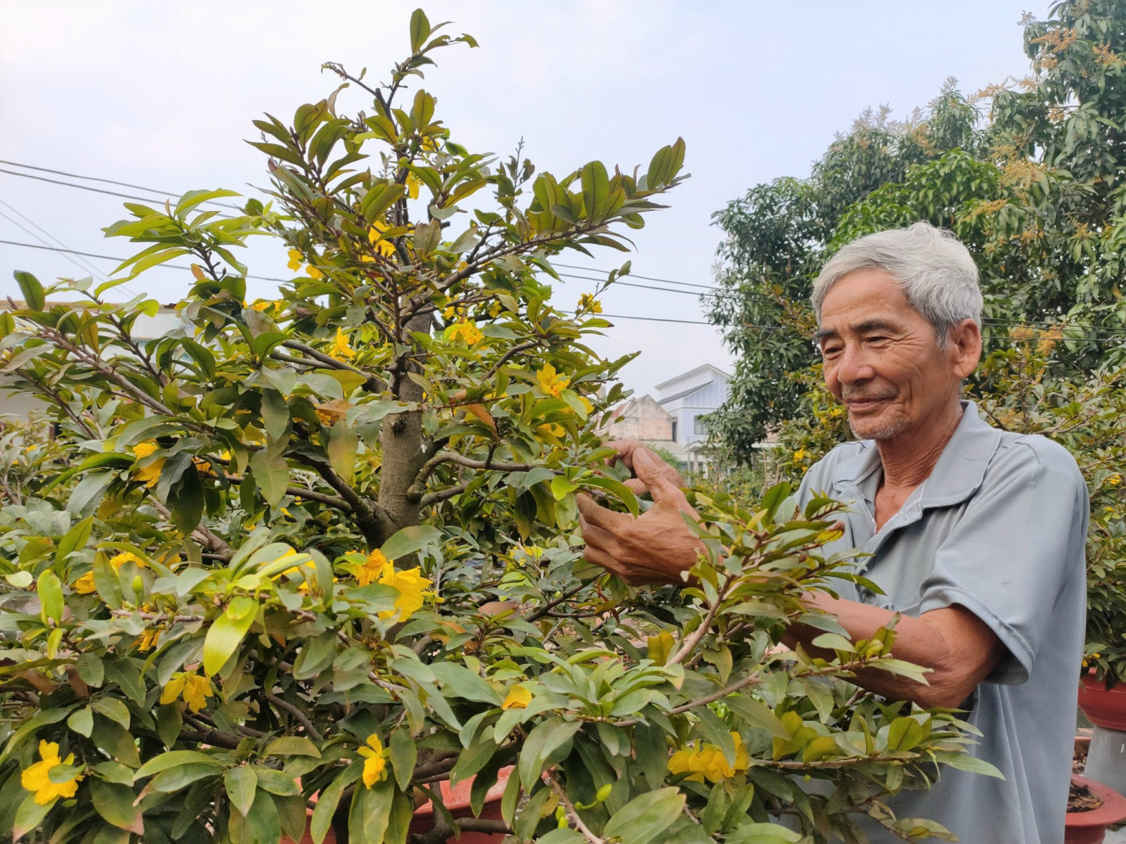 Trồng các loại mai Tết gì mà cây nào cũng hoa to, nhiều cánh, nông dân Bình Dương chắc chắn bán có lời? - Ảnh 1.