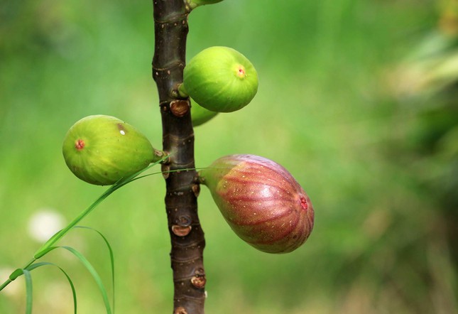Những trái cây độc đáo chưng Tết trồng thành công tại Đà Lạt - Ảnh 6.