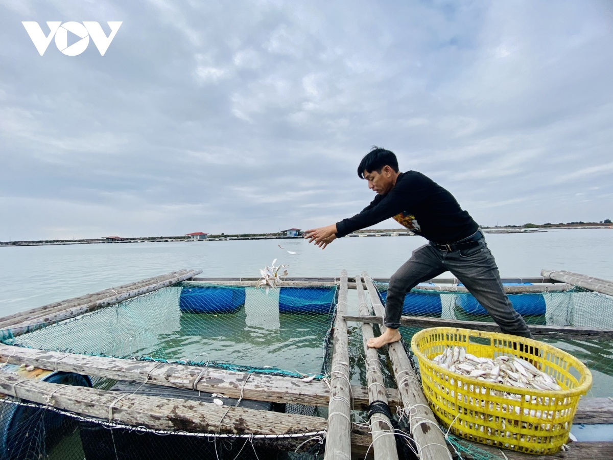 Hơn 1.000 tấn cá song ở Quảng Ninh cần hỗ trợ tiêu thụ dịp Tết Nguyên đán 2022 - Ảnh 3.