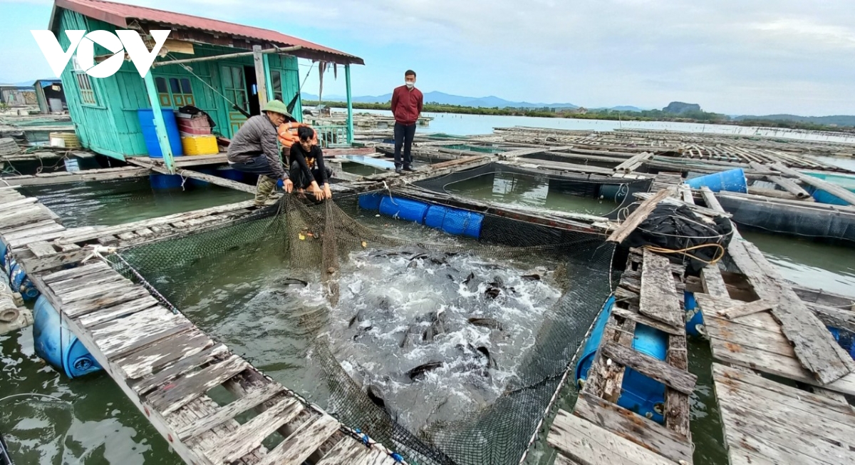 Hơn 1.000 tấn cá song ở Quảng Ninh cần hỗ trợ tiêu thụ dịp Tết Nguyên đán 2022 - Ảnh 1.