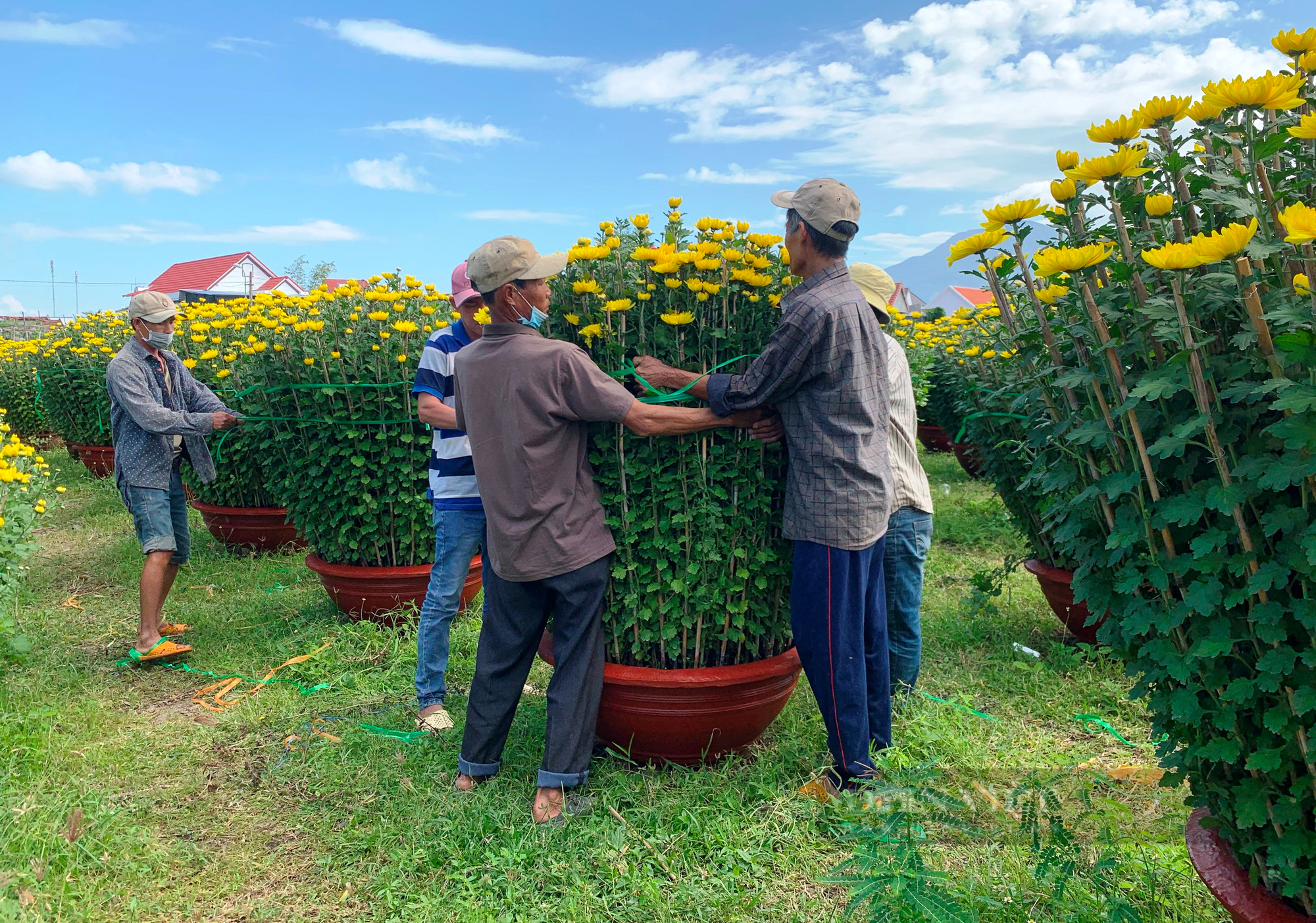  Khánh Hòa: Hoa cúc Ninh Giang hút hàng cận dịp Tết  - Ảnh 3.