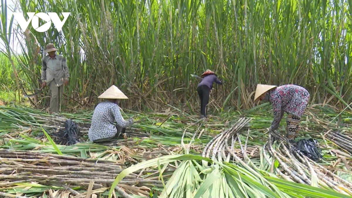 Việt Nam có nguy cơ bị phụ thuộc vào đường nhập khẩu? - Ảnh 2.