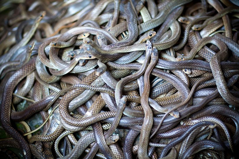 Người đàn ông thiệt mạng một cách bí ẩn, xung quanh là hơn 100 con rắn độc - Ảnh 1.