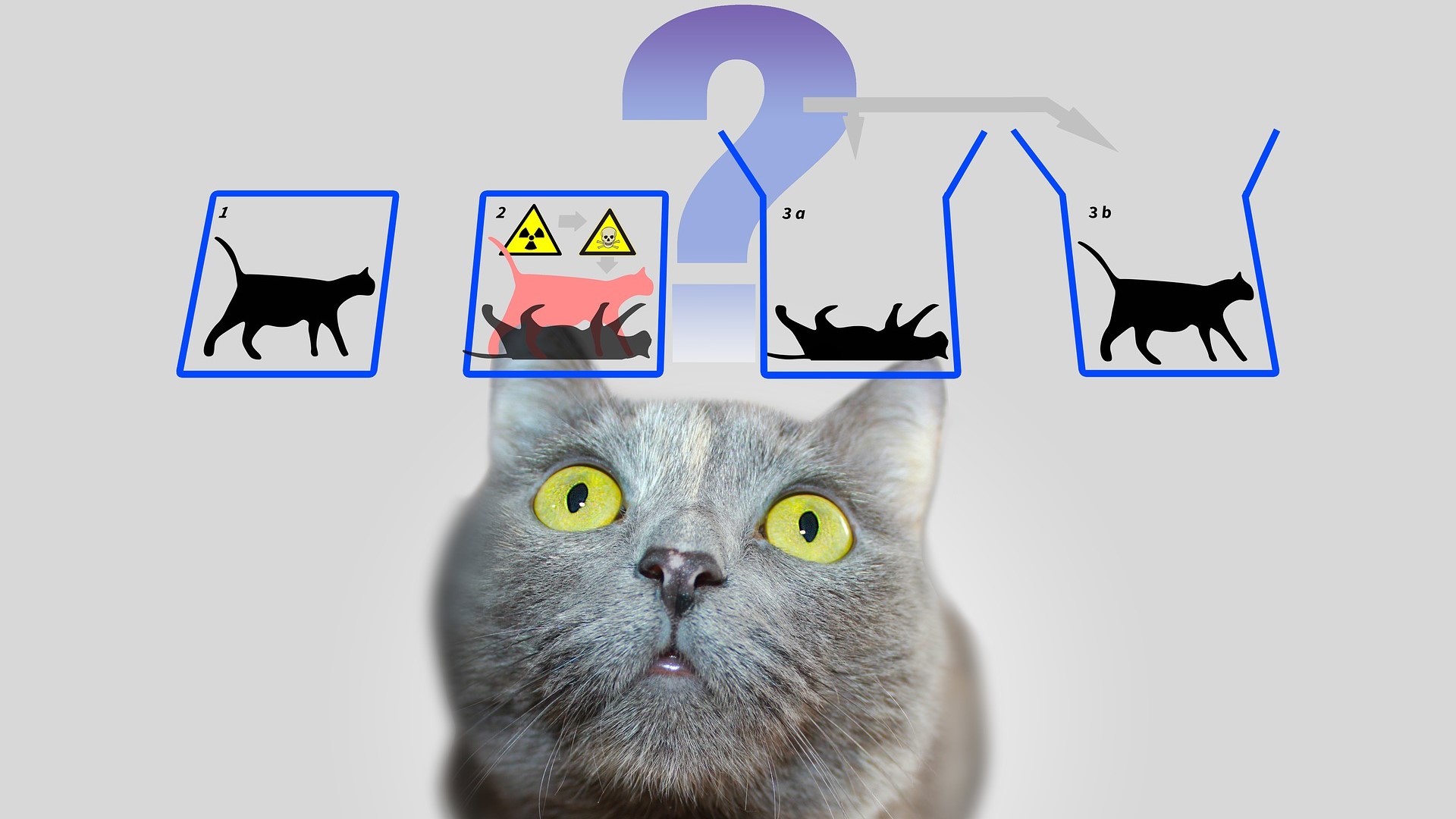Nhờ vào chú mèo của Schrödinger, bài toán làm đau đầu các nhà khoa học suốt 240 năm đã được giải đáp - Ảnh 1.
