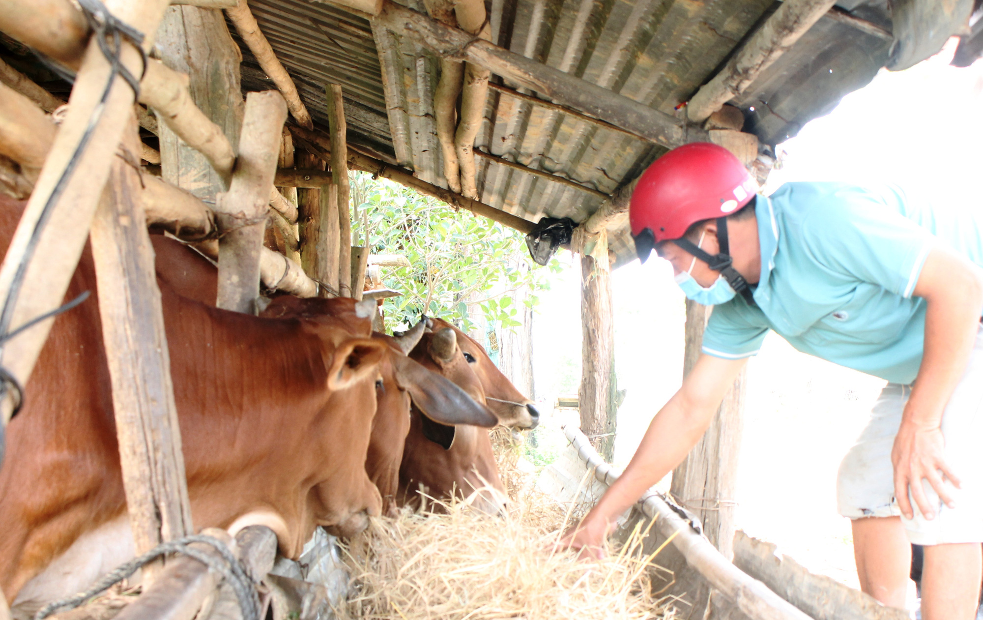 Agribank Diên Khánh tạo động lực cho nông dân bức phá vươn lên làm giàu  - Ảnh 4.