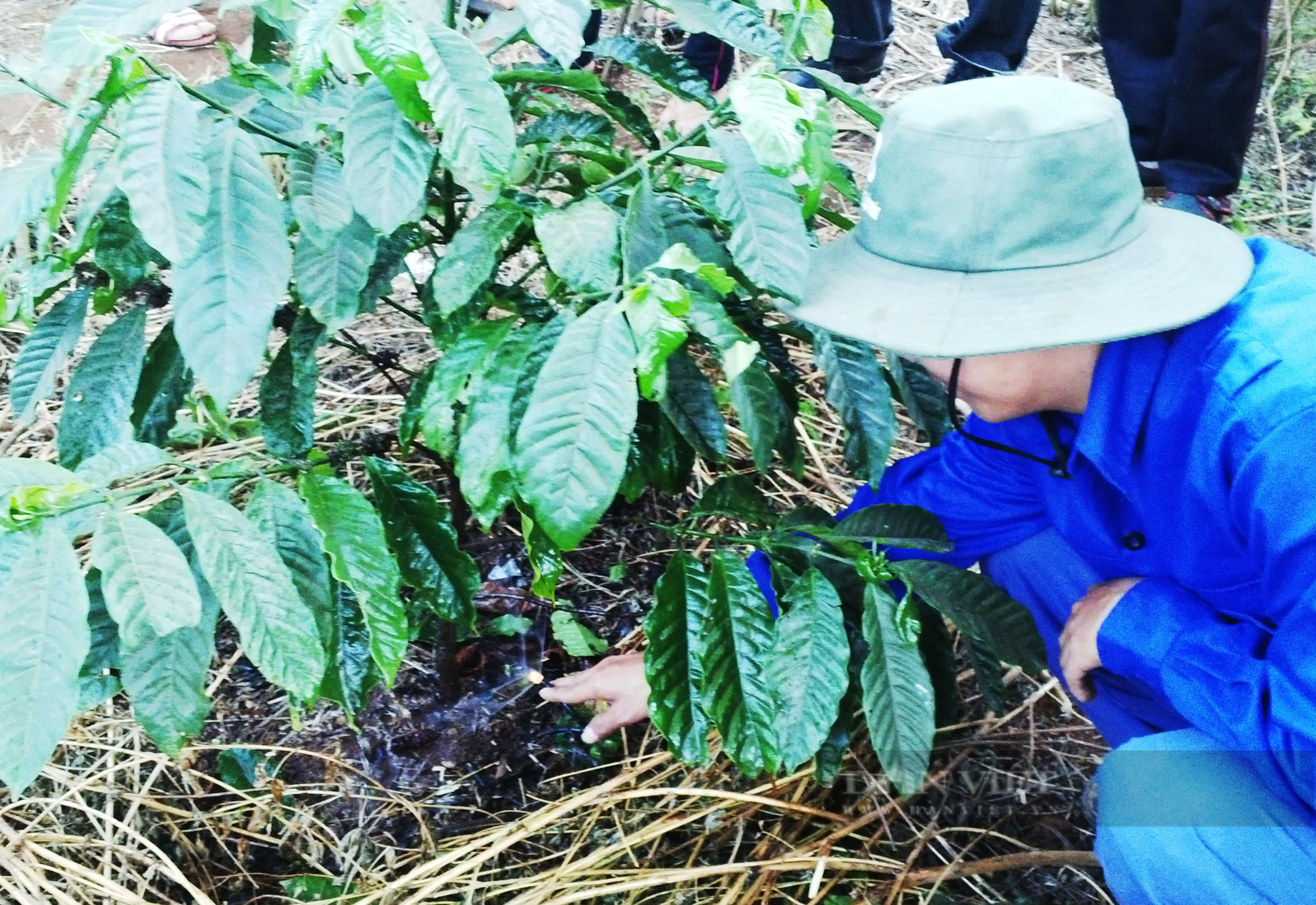 Giá cà phê Robusta Đắk Lắk hôm nay giảm 300 đồng/kg, làm bồn cho cây cà phê thế nào cho đúng cách? - Ảnh 2.