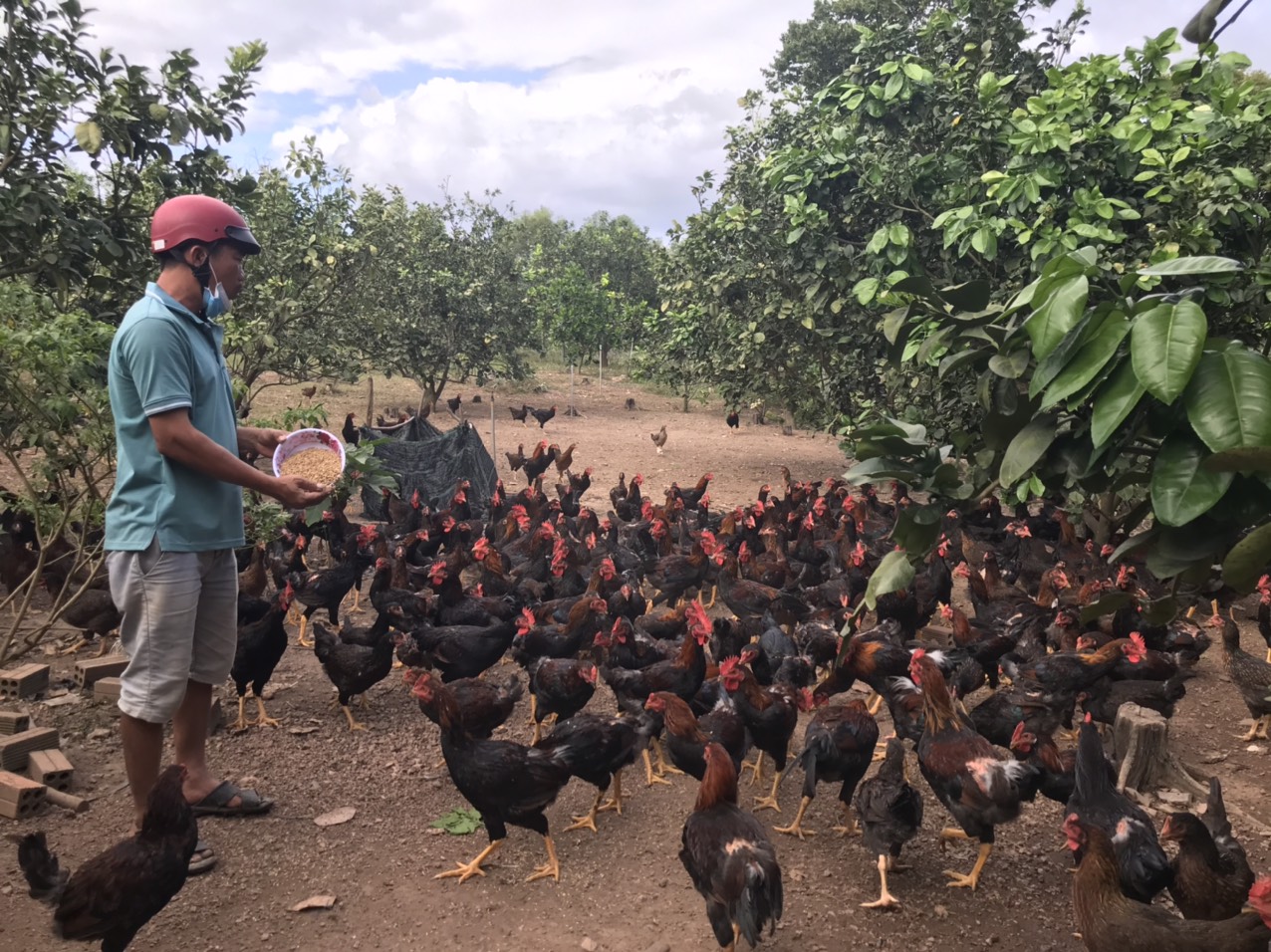 Agribank Diên Khánh tạo động lực cho nông dân bức phá vươn lên làm giàu  - Ảnh 3.