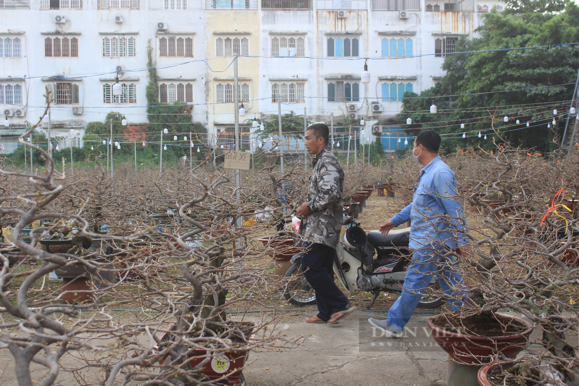 Cách cả nghìn cây số, khách Hà Nội thuê mai Thủ Đức chơi Tết tăng vọt, vì sao? - Ảnh 4.