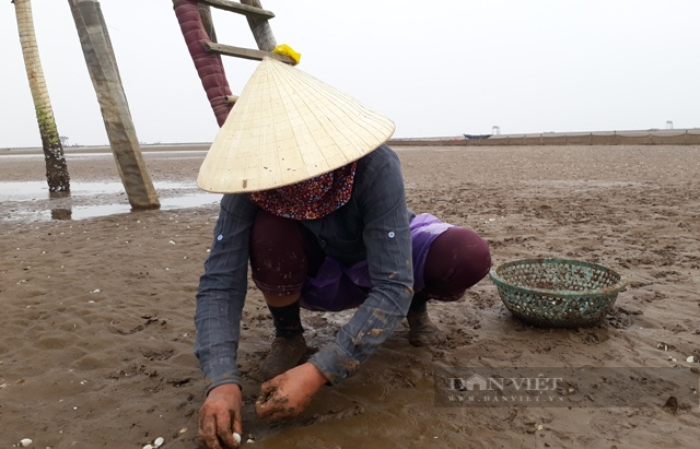 Thanh Hóa: Hơn 300 ha ngao chết trắng bãi biển - Ảnh 1.