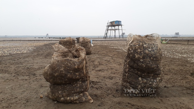 Thanh Hóa: Hơn 300 ha ngao chết trắng bãi biển - Ảnh 2.