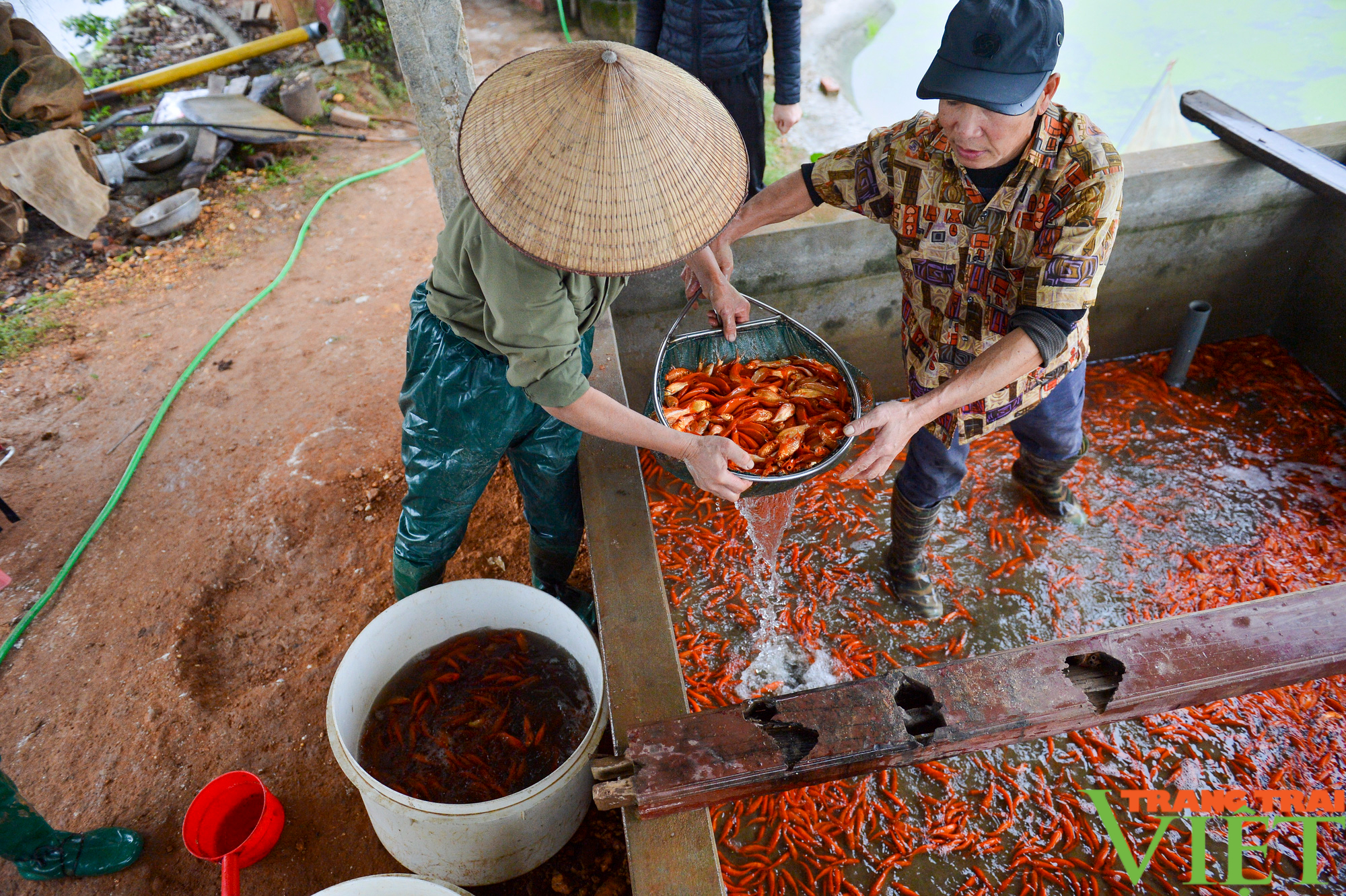 Phú Thọ: Giá tăng gấp đôi, làng nuôi cá chép đỏ ví như "tàu vũ trụ" đưa ông Táo chầu trời trúng đậm - Ảnh 5. Phú Thọ: Giá tăng gấp đôi, làng nuôi cá chép đỏ ví như "tàu vũ trụ" đưa ông Táo chầu trời trúng đậm - Ảnh 5.