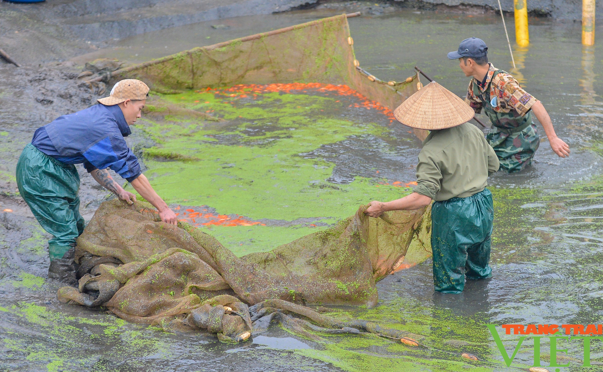 Phú Thọ: Giá tăng gấp đôi, làng nuôi cá chép đỏ ví như "tàu vũ trụ" đưa ông Táo chầu trời trúng đậm - Ảnh 1. Phú Thọ: Giá tăng gấp đôi, làng nuôi cá chép đỏ ví như "tàu vũ trụ" đưa ông Táo chầu trời trúng đậm - Ảnh 1.