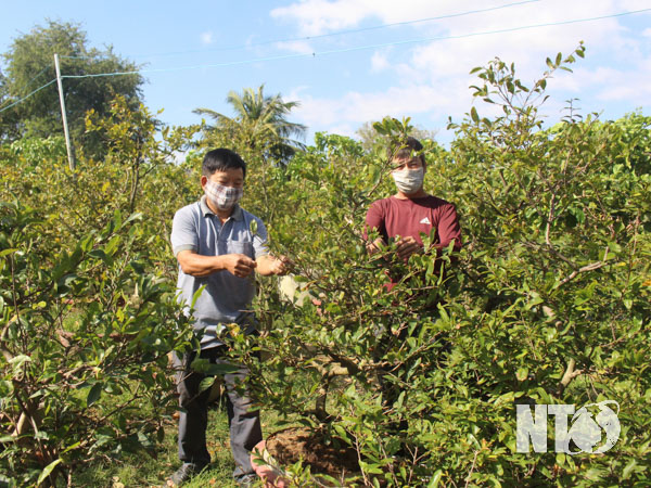 Trồng mai vàng bán tết, năm nay &quot;ông trời ra lộc&quot;, nông dân Ninh Thuận vui vì khách ra vào rất đông - Ảnh 1.