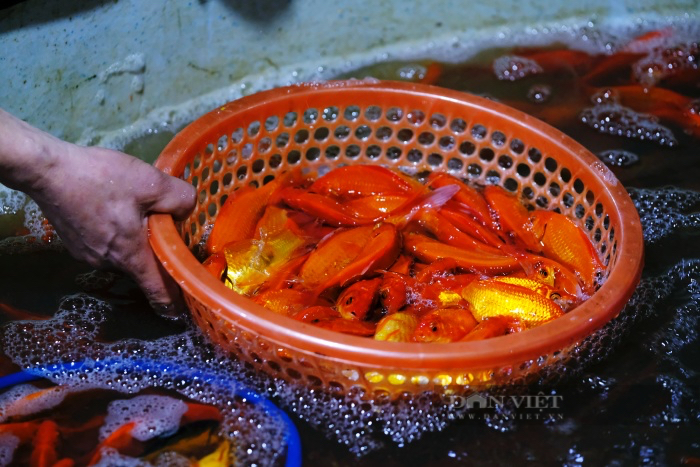 Chợ cá lớn nhất Hà Nội nhộn nhịp trước ngày ông Công ông Táo, khách vắng hơn mọi năm nhưng được giá - Ảnh 5.