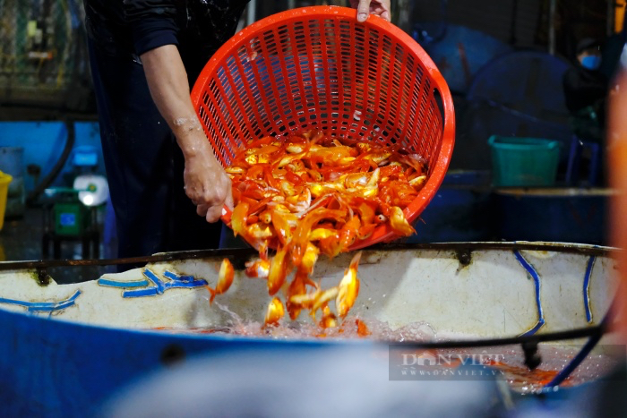 Chợ cá lớn nhất Hà Nội nhộn nhịp trước ngày ông Công ông Táo, khách vắng hơn mọi năm nhưng được giá - Ảnh 4.