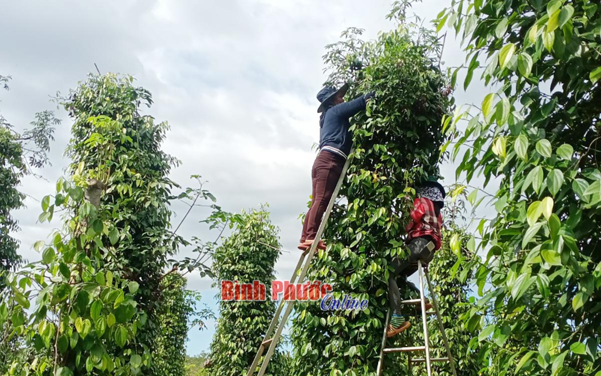 Giá tiêu tăng lên 80.000-87.000 đồng/kg, vì sao có nông dân trồng tiêu Bình Phước trãi bạt để trái chín tự rụng? - Ảnh 1.