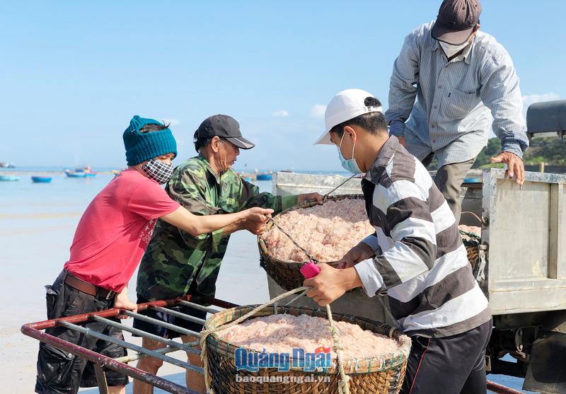 Quảng Ngãi: Hàng trăm ghe, thuyền vớt trúng &quot;lộc biển&quot; đỏ au, cá khoai tươi rói, bán được giá - Ảnh 1.