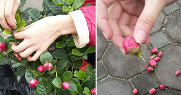 Như một cú lừa ngày Tết: Sung bonsai gắn quả đầy gốc bằng keo nhờ keo 502, táo bonsai lại nở ra hoa dâm bụt - Ảnh 4.