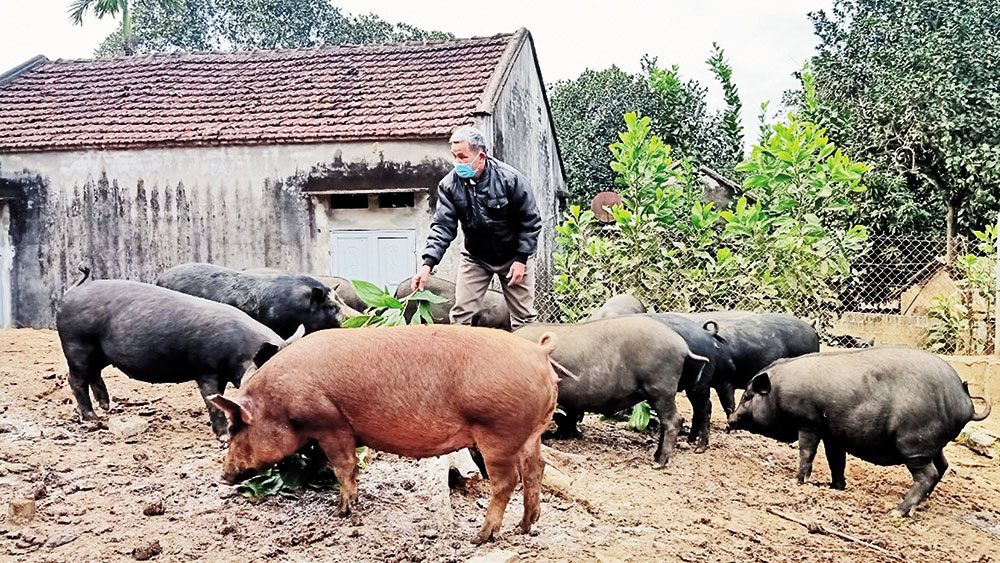 Nuôi lợn mán, nuôi gà &quot;sâm&quot; ở Bắc Giang, chưa tới tết thương lái, công ty đã săn lùng &quot;khuân&quot; đi gần hết - Ảnh 4.