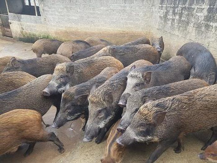 Nghệ An: Cho lợn thong thả đi bộ trong rừng, ăn chuối, lợn bỗng &quot;nâng tầm đẳng cấp&quot; lên thành đặc sản - Ảnh 8.