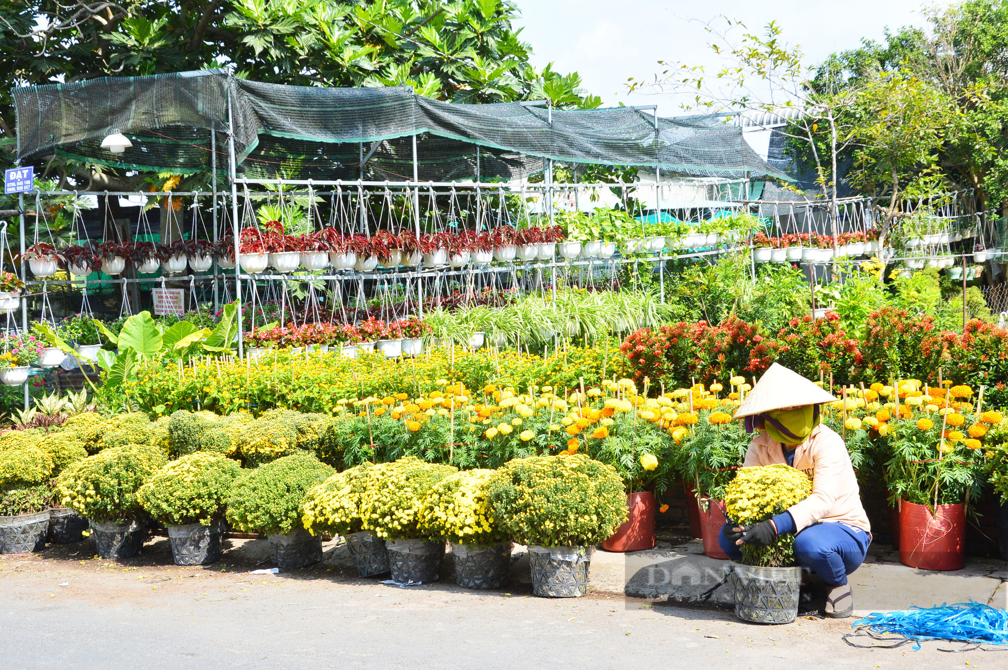 Làng hoa lớn nhất miền Tây thu hút hàng ngàn du khách tham quan - Ảnh 10.