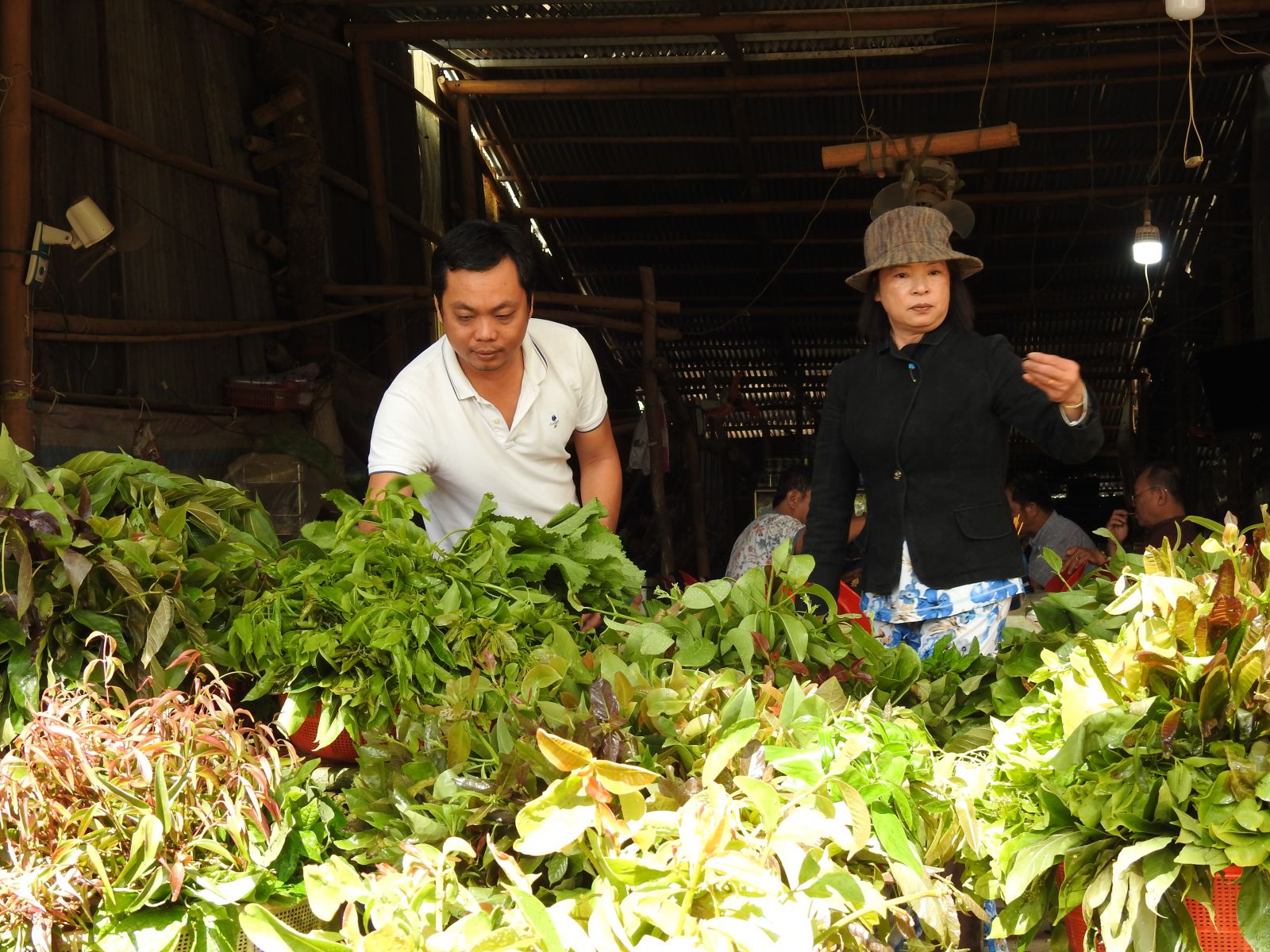 Rau rừng lạ mắt ăn kèm với bánh xèo ở An Giang, ăn xong khách còn mua đùm to đùm nhỏ về làm quà - Ảnh 2.