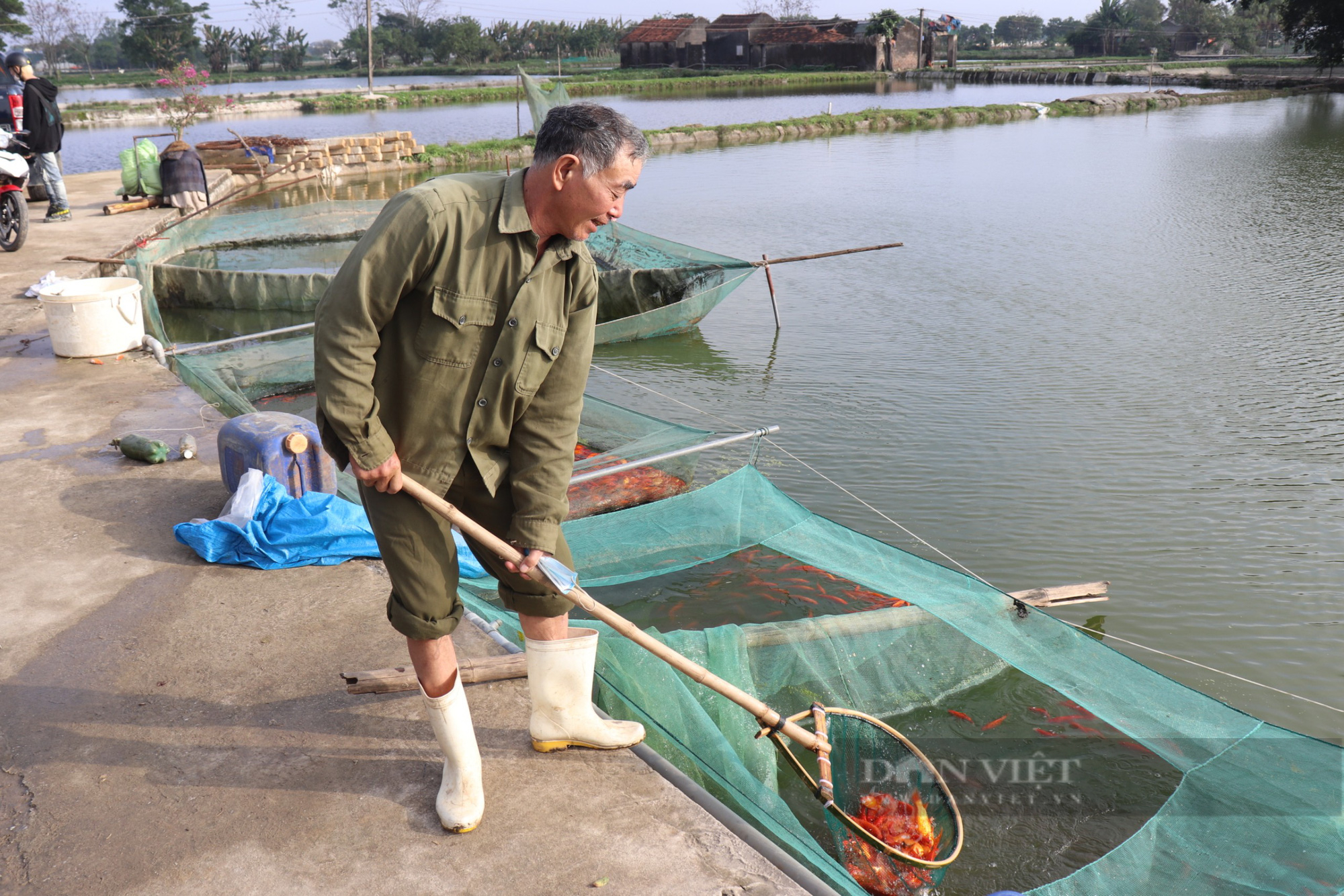 Làng nuôi cá chép đỏ nổi tiếng ở xứ Thanh rộn ràng trước ngày ông Công ông Táo - Ảnh 3.