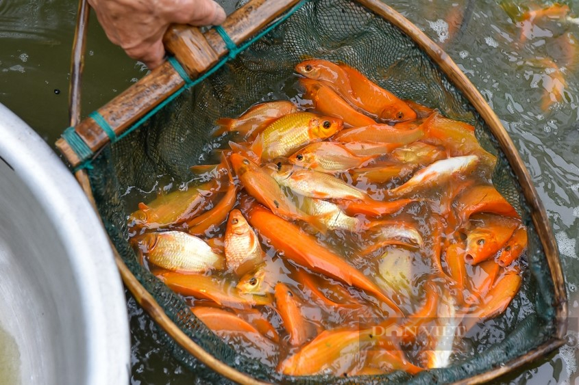 Làng nuôi cá chép đỏ nổi tiếng ở xứ Thanh rộn ràng trước ngày ông Công ông Táo - Ảnh 4.