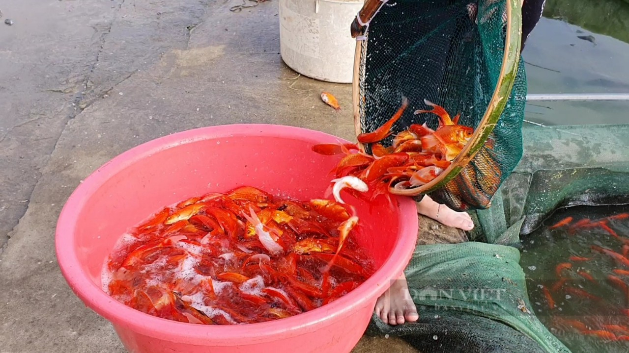 Làng nuôi cá chép đỏ nổi tiếng ở xứ Thanh rộn ràng trước ngày ông Công ông Táo - Ảnh 2.