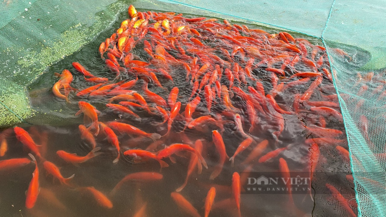 Làng nuôi cá chép đỏ nổi tiếng ở xứ Thanh rộn ràng trước ngày ông Công ông Táo - Ảnh 5.