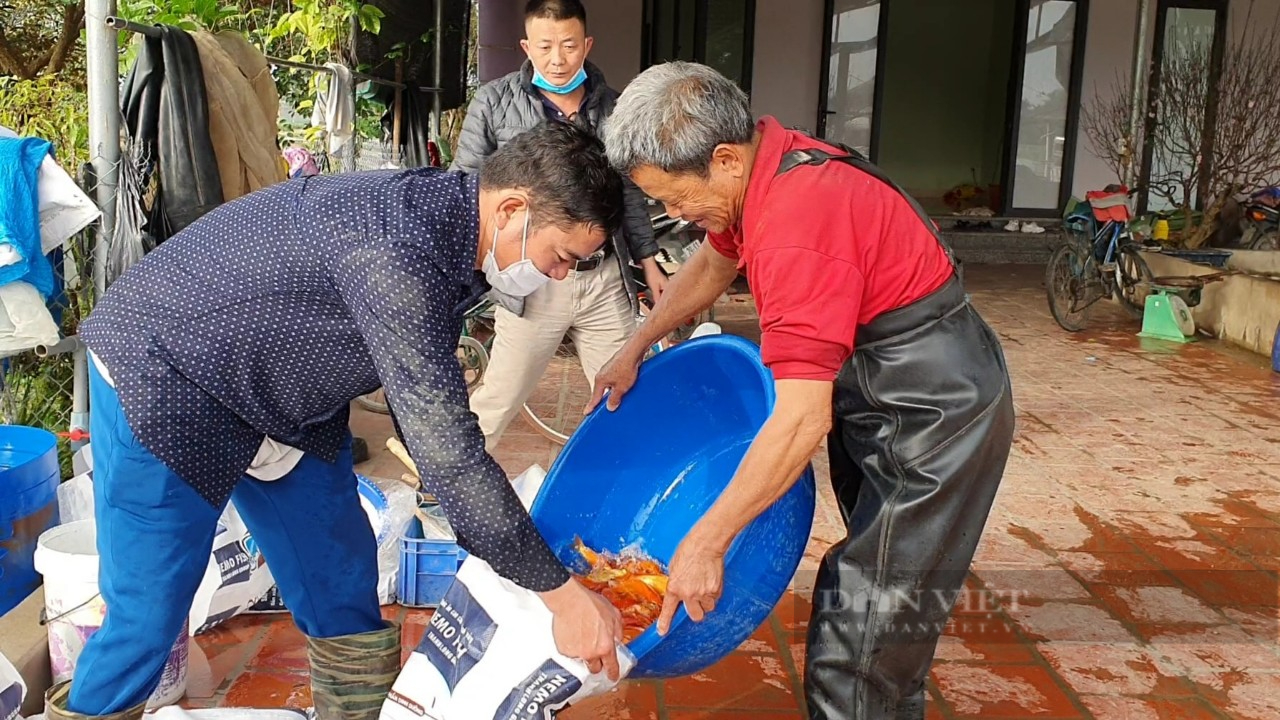 Làng nuôi cá chép đỏ nổi tiếng ở xứ Thanh rộn ràng trước ngày ông Công ông Táo - Ảnh 8.