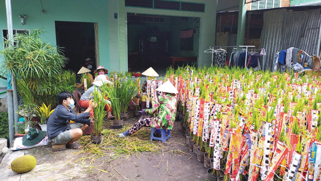 Nhổ cây lúa thơm làm cây cảnh chưng Tết, cả làng trầm trồ  - Ảnh 1.