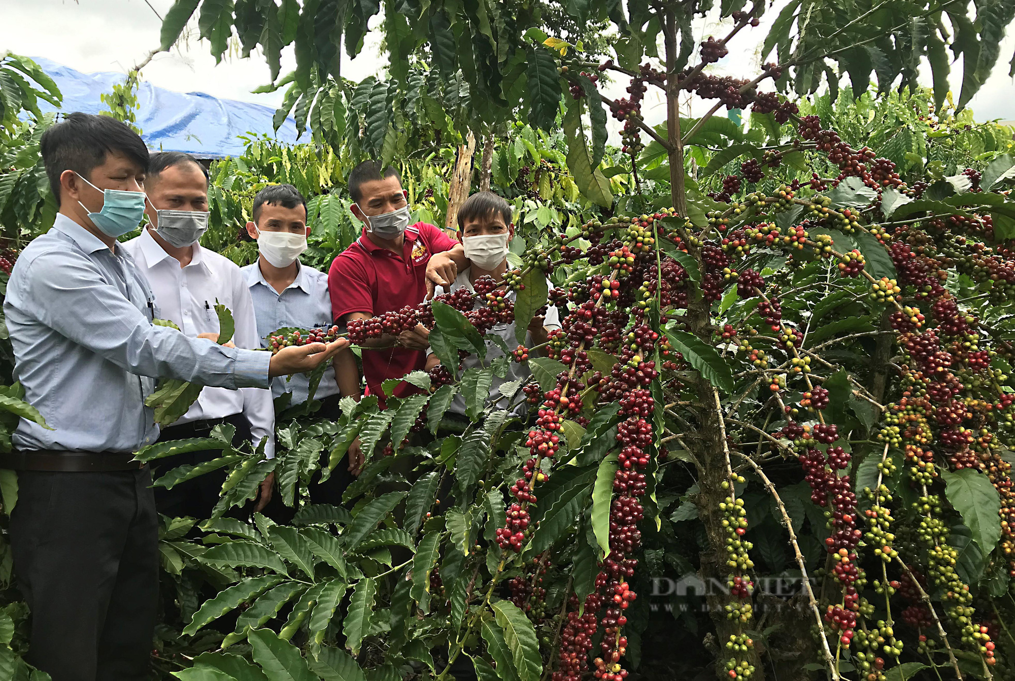 Giá cà phê Robusta Đắk Lắk đi ngang, chuyên gia chia sẻ kỹ thuật tạo hình bàn tay với bướu sinh cành - Ảnh 3.