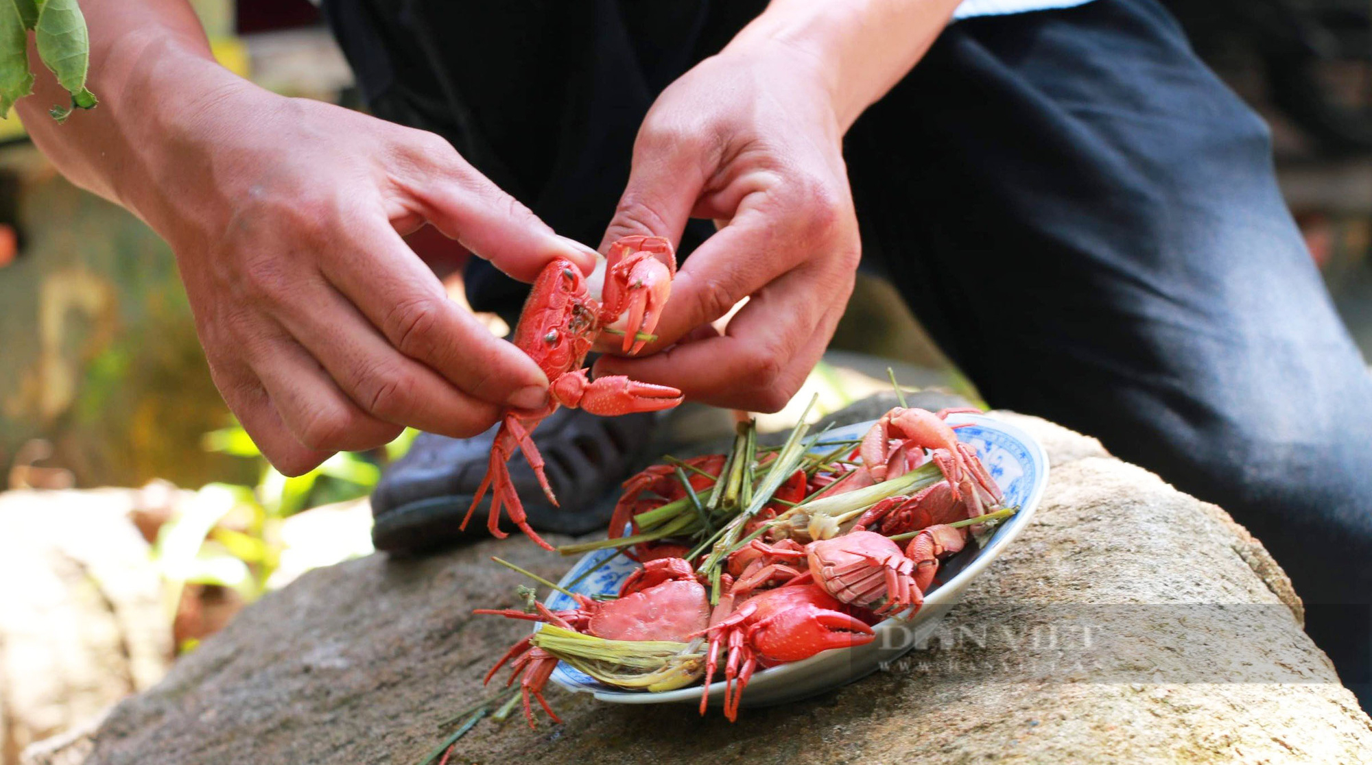 Có loài cua hung dữ đang sống trên ngon núi rất cao ở miền Tây - Ảnh 10.