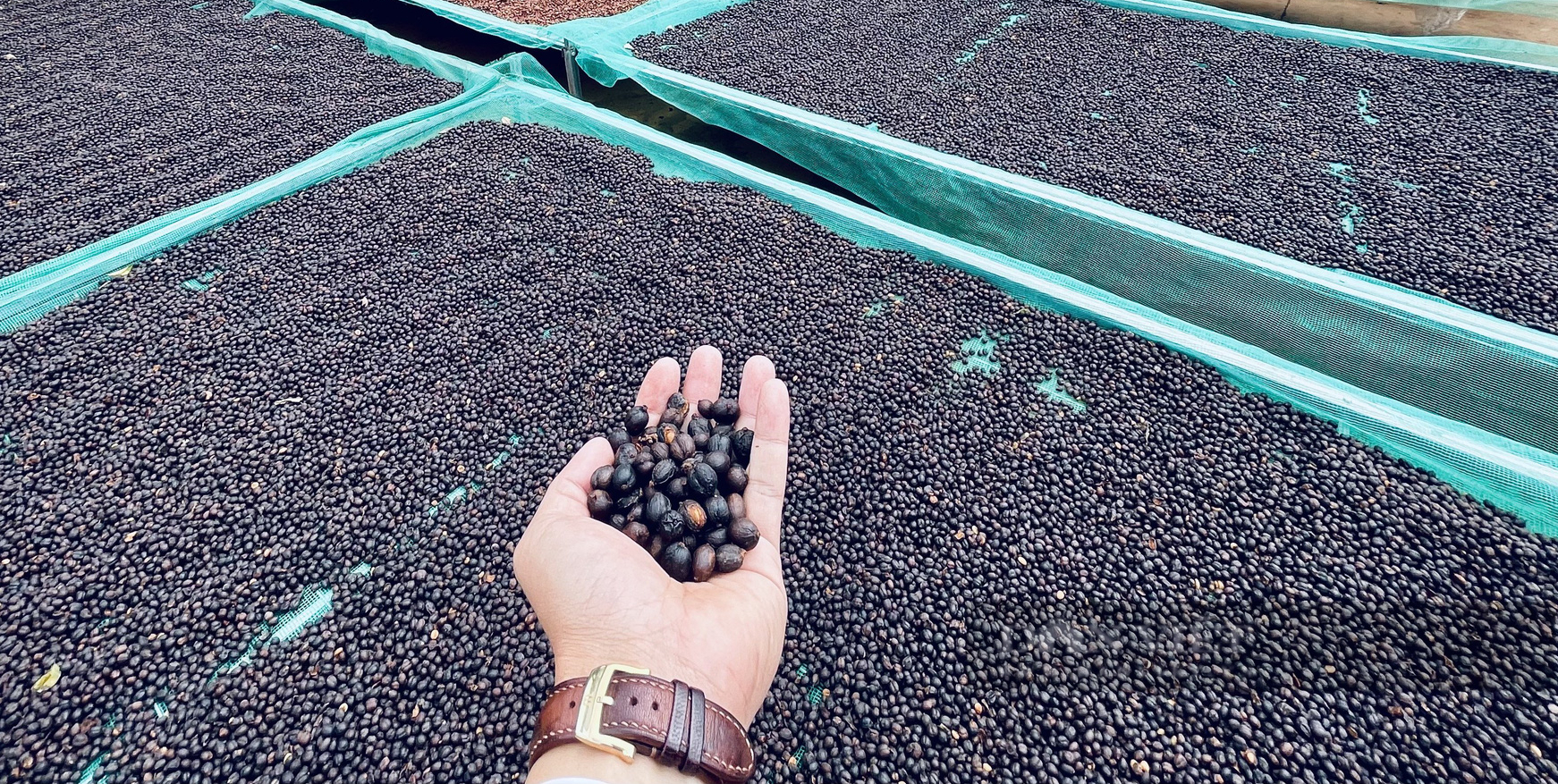 Giá cà phê Robusta Đắk Lắk đi ngang, chuyên gia chia sẻ kỹ thuật tạo hình bàn tay với bướu sinh cành - Ảnh 1.