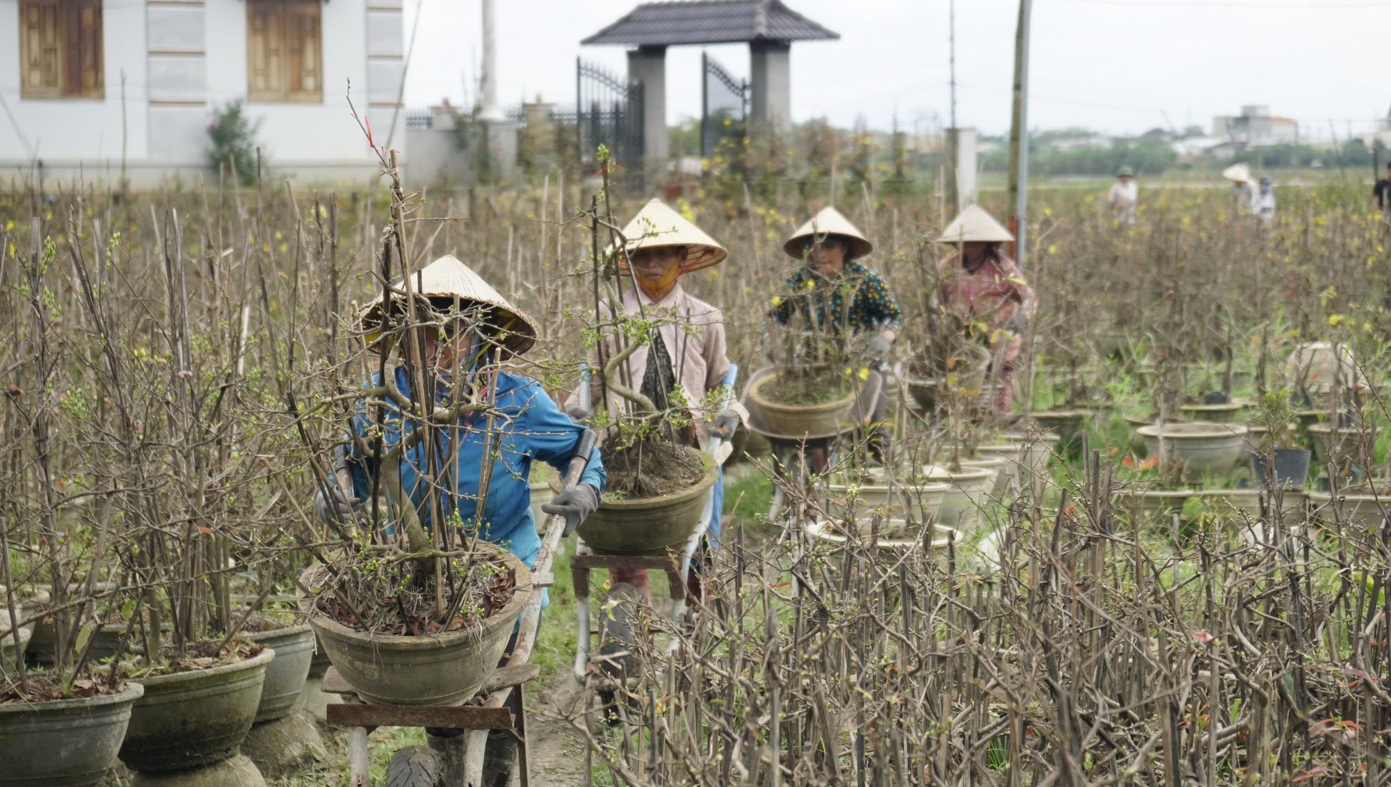 “Thủ phủ mai vàng miền Trung bất ngờ hút hàng vào những ngày giáp Tết - Ảnh 2.