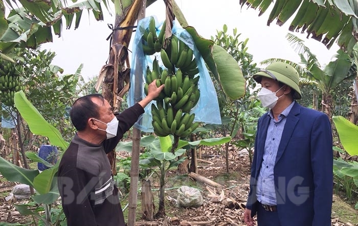 Hải Dương: Chuối xanh làm mâm ngũ quả giá bán cao gấp đôi, cứ 1 sào trồng chuối nông dân cầm chắc 50-100 triệu - Ảnh 1.