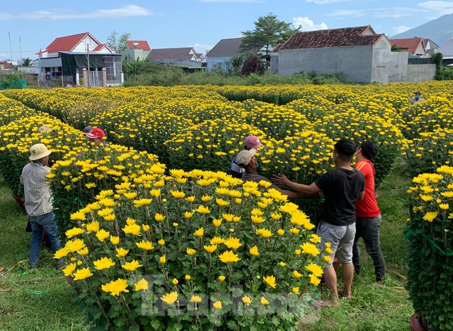 Vào thủ phủ hoa cúc Khánh Hòa ngày cận Tết - Ảnh 2.