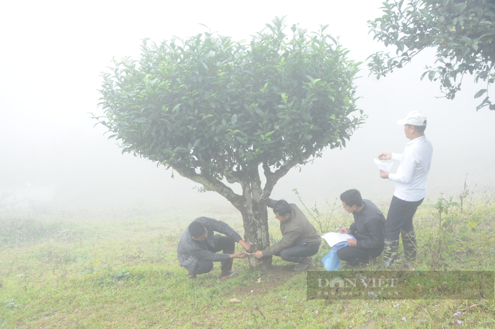 Cây hàng trăm năm tuổi ở Sơn La đưa vào danh mục &quot;Cây Di sản Việt Nam&quot; - Ảnh 4.