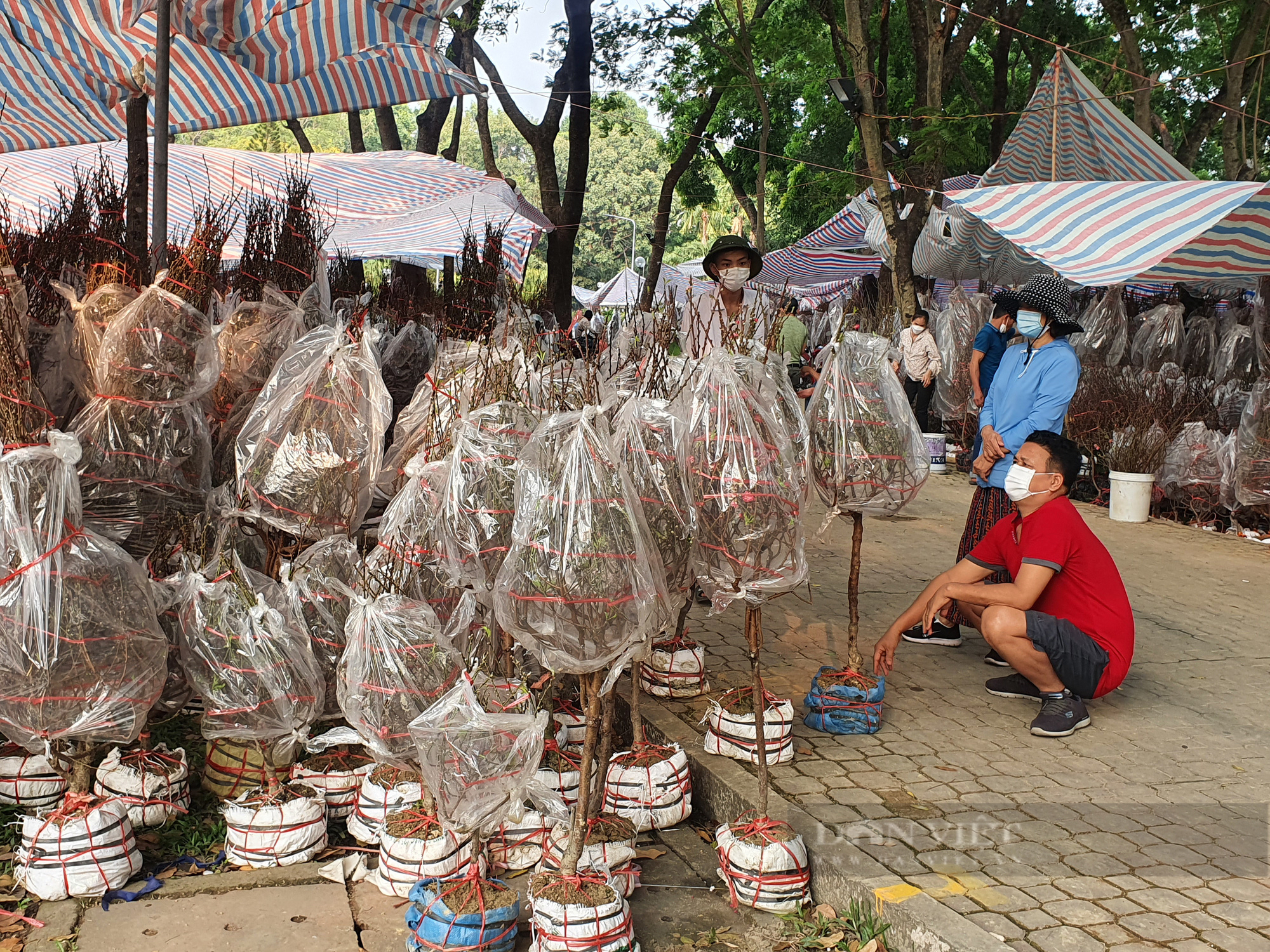 Hoa đào đổ bộ TP.HCM, nhà vườn mong “cháy hàng” như năm ngoái - Ảnh 2.