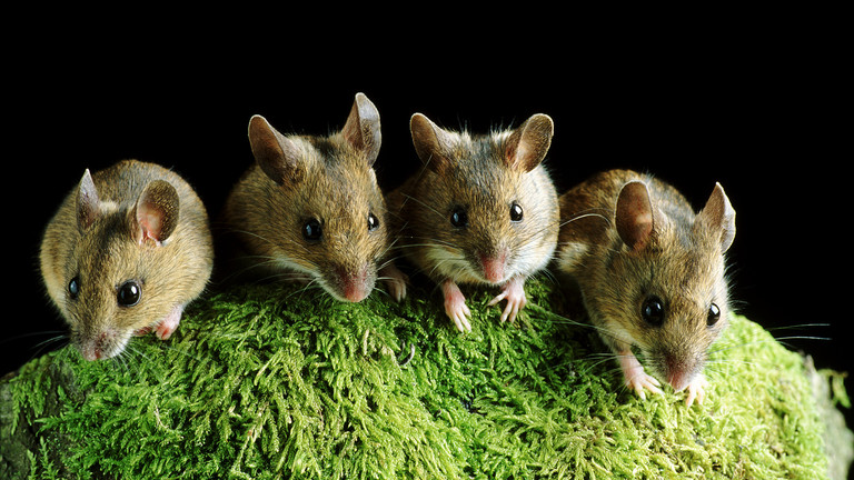 Nghiên cứu mới tiết lộ Omicron lây nhiễm cho chuột - Ảnh 1.