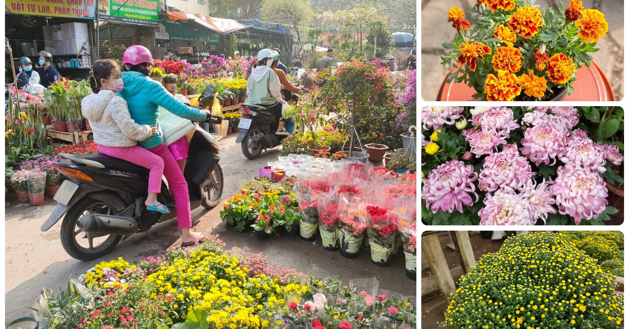 3 loại hoa cúc (cây cảnh) được mua nhiều nhất dịp Tết Nguyên đán 2022