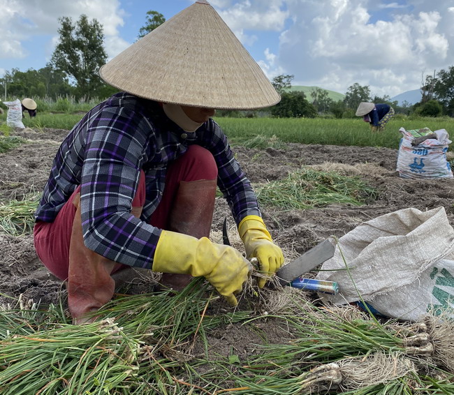 Bình Định: Trồng thứ cây trông như hành, sát tết túm lá nhổ bật lên toàn củ trắng, giá bán tăng bất ngờ - Ảnh 1.