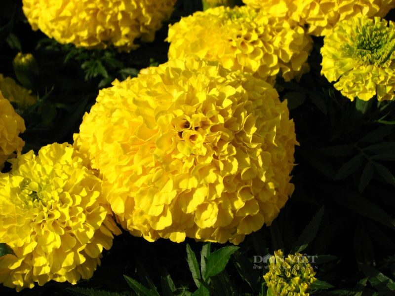 Chủ cửa hàng hoa cây cảnh tiết lộ 3 loại hoa cúc &quot;ngon- bổ- rẻ&quot; được mua nhiều nhất dịp Tết Nguyên đán 2022 - Ảnh 9.
