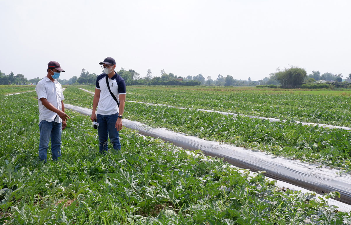 Vùng đất này ở Long An nông dân trồng dưa hấu to, lúc đầu thấy lo lo, ai ngờ nay thương lái cân hết sạch - Ảnh 1.