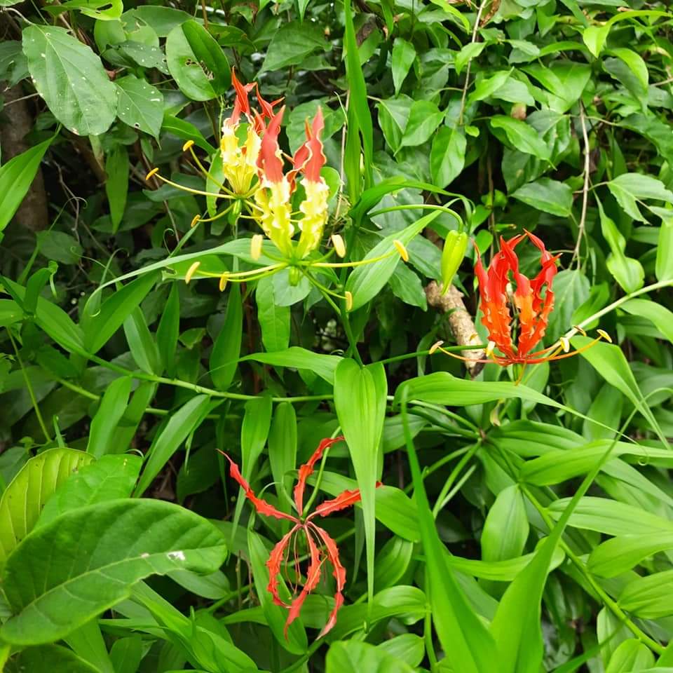 Loài hoa đẹp rực rỡ, giống hệt ngọn lửa nhiều người mua về chơi Tết hoá ra mọc dại ở Việt Nam - Ảnh 2.