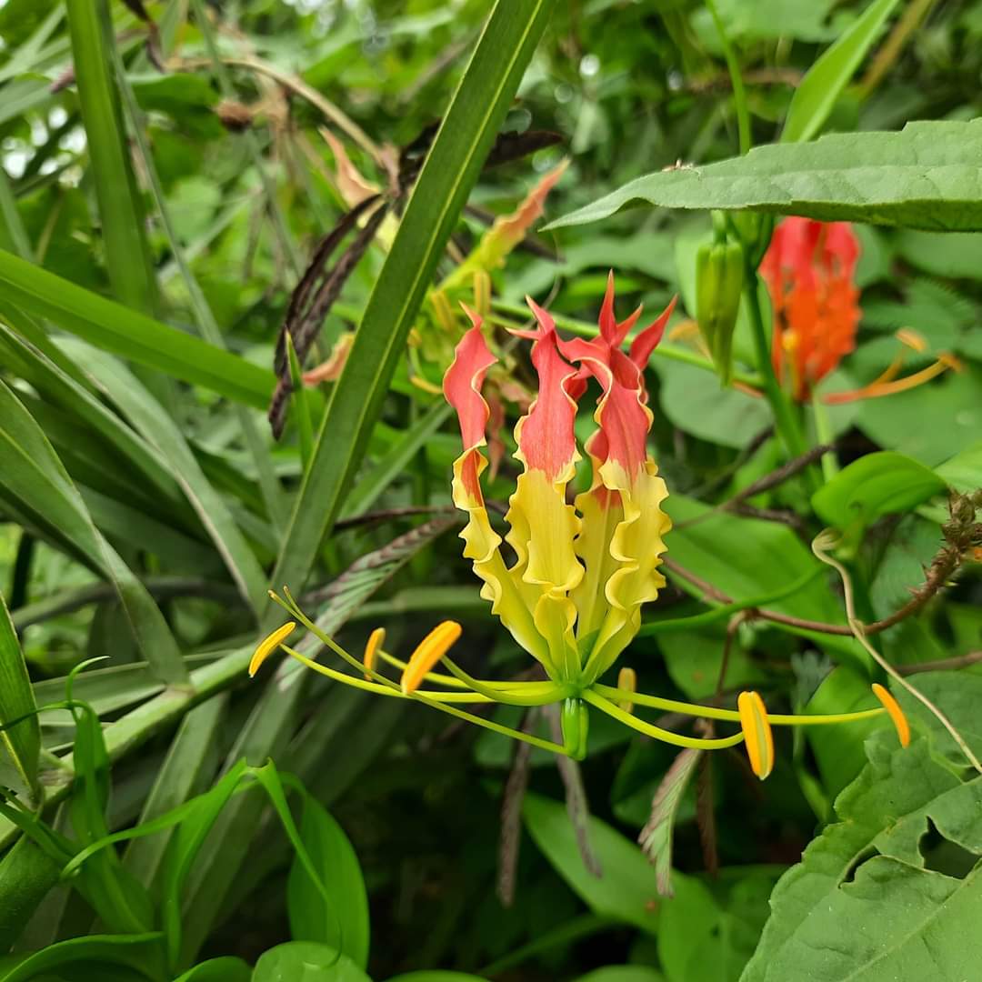Loài hoa đẹp rực rỡ, giống hệt ngọn lửa nhiều người mua về chơi Tết hoá ra mọc dại ở Việt Nam - Ảnh 1.