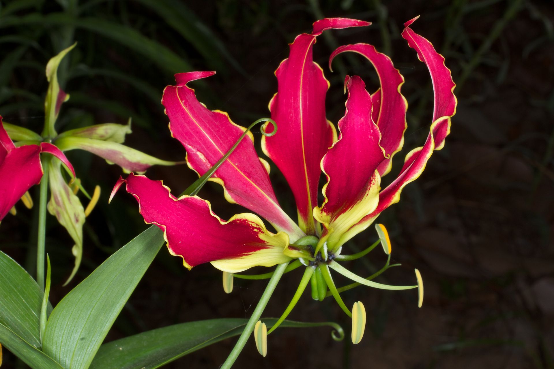 Loài hoa đẹp rực rỡ, giống hệt ngọn lửa nhiều người mua về chơi Tết hoá ra chứa chất cực độc  - Ảnh 2.