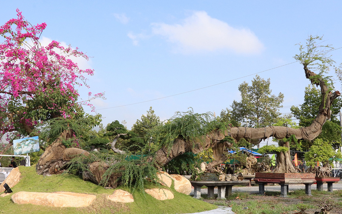 Cây keo bonsai dáng con rồng khổng lồ, nhà vườn Bà Rịa-Vũng Tàu mang ra triễn làm ai xem cũng trầm trồ
