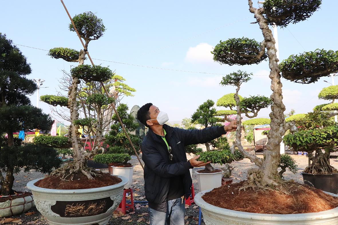 Cây keo bonsai dáng con rồng khổng lồ, nhà vườn Bà Rịa-Vũng Tàu mang ra triễn làm ai xem cũng trầm trồ - Ảnh 3.